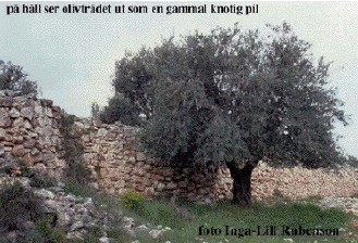 olivtr�d