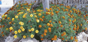 tagetes